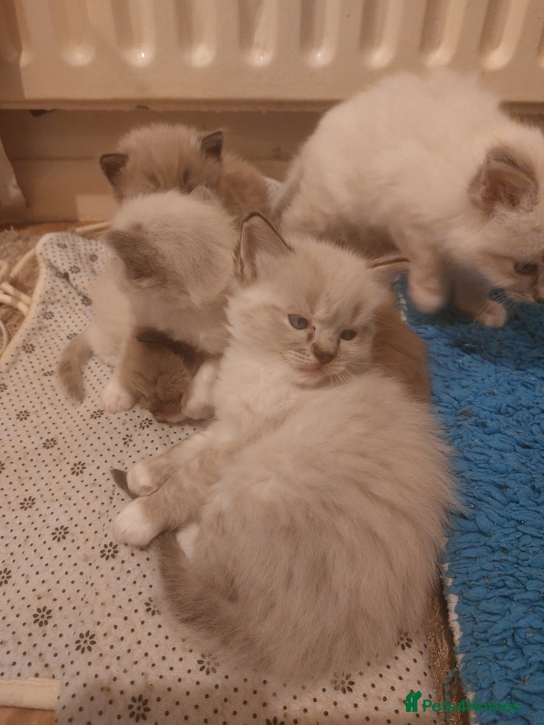 Ragdoll cats for sale: ADORABLE RAGDOL LOVELYS - Advert 4