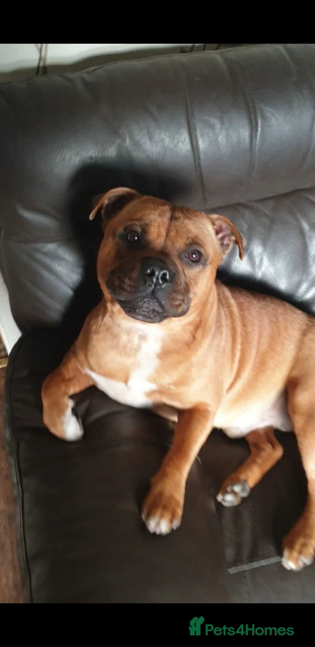 Staffordshire Bull Terrier dogs for stud: 🥨CHIEF CHAMPION SIRED. 🥨🏆  in Rochdale - Advert 18