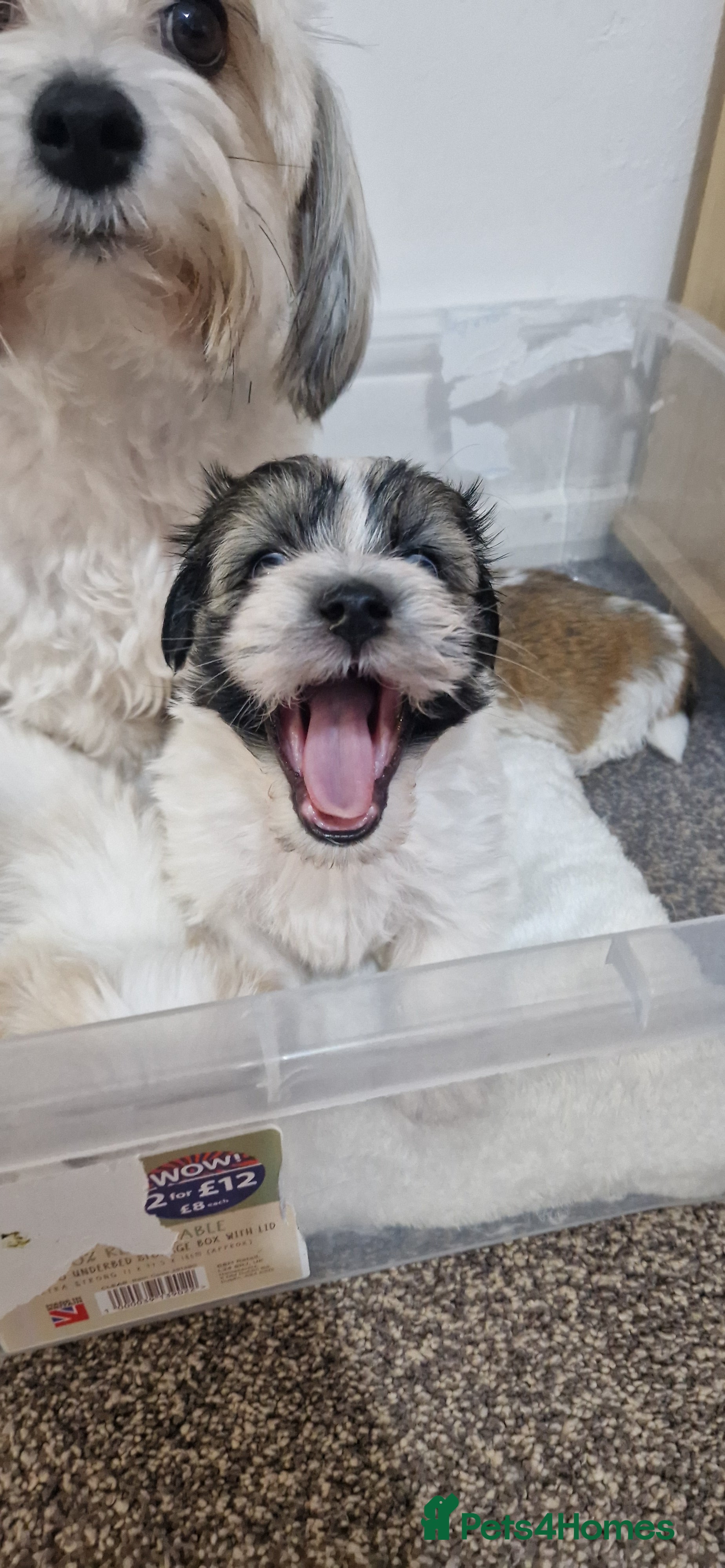 Mixed Breed dogs Bichon havaneze! - Advert 4