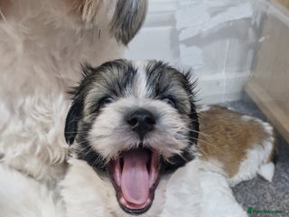 Mixed Breed dogs Bichon havaneze! - Advert 1