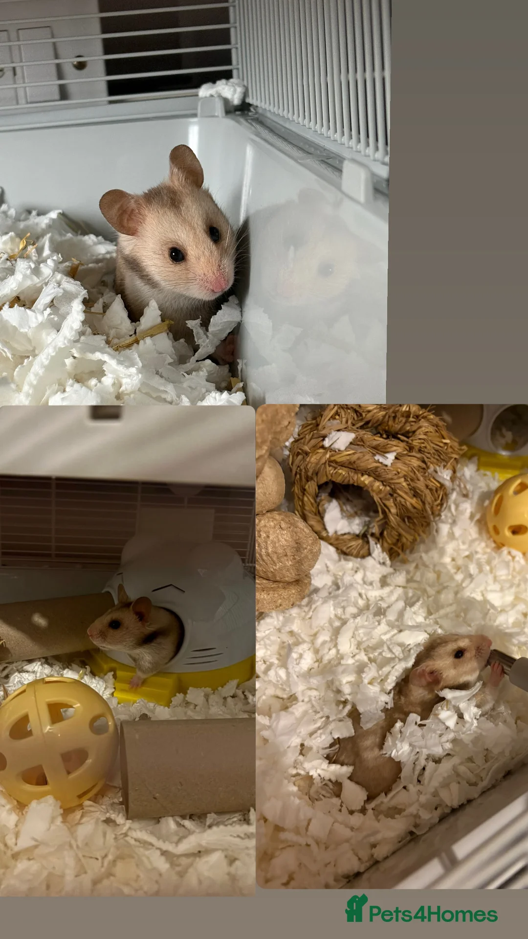 Hamster rodents for sale: Syrian hamster  in Braintree - Advert 2