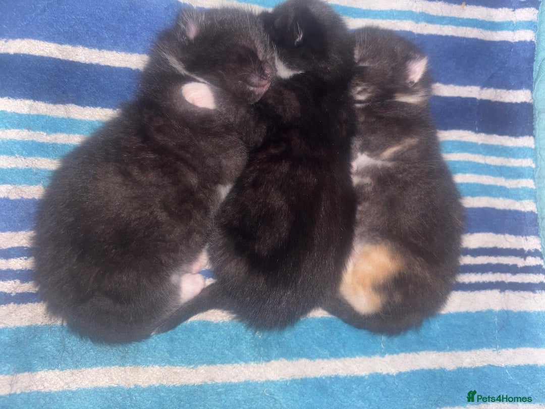 Mixed Breed cats for sale: Delightful mix-breed Siamese-black calico-kittens - Image 30