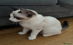 Ragdoll cats for sale: 7 month old Ragdoll female kitten - Image 3