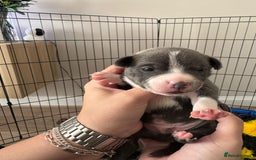 Staffordshire Bull Terrier dogs for sale: 🐶 KC Reg Staffordshire Bull Terrier Puppies 🐶 - Image 4