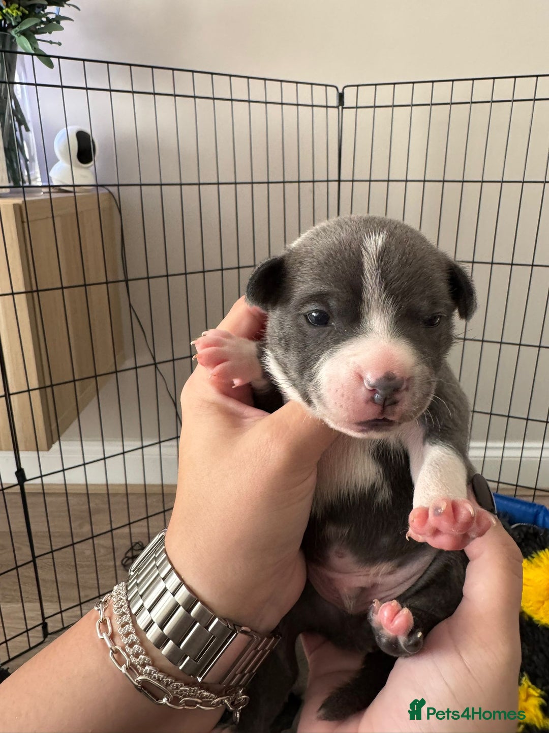 Staffordshire Bull Terrier dogs for sale: 🐶 KC Reg Staffordshire Bull Terrier Puppies 🐶 - Image 4