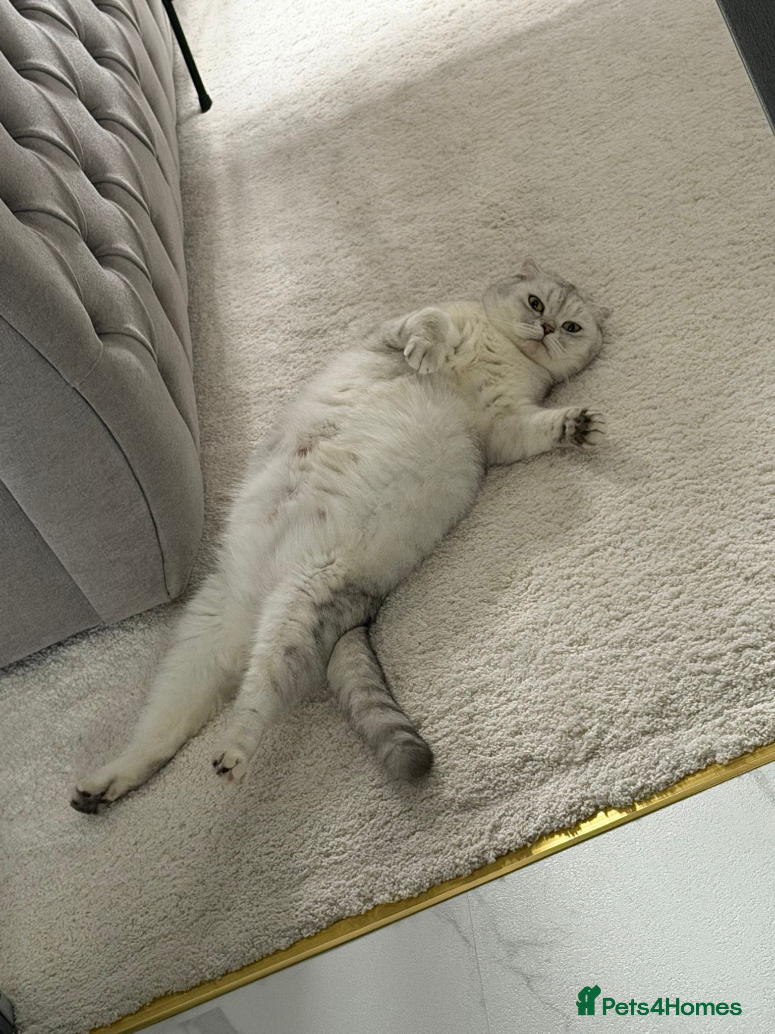Scottish Fold cats Adorable 5 Scottish Fold Kittens - Advert 1