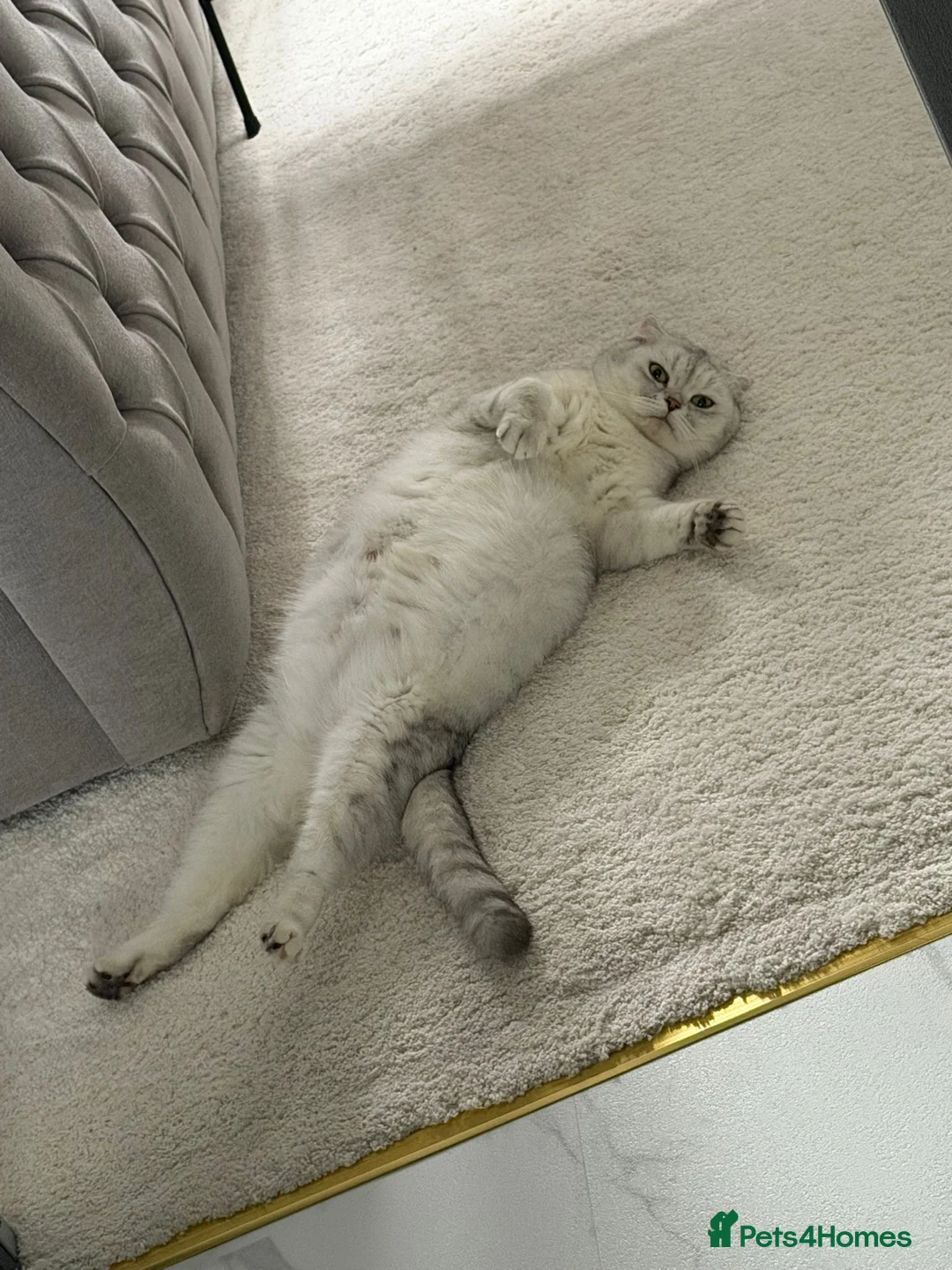 Scottish Fold cats for sale: Adorable 5 Scottish Fold Kittens - Advert 1