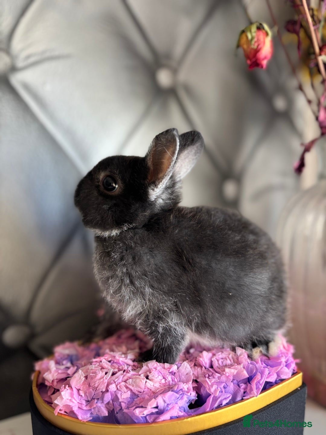 Netherland Dwarf rabbits for sale: rochelles_rabbits pure ND babies for sale - Image 11