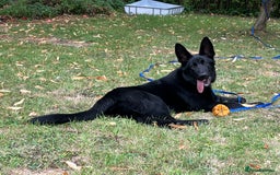 German Shepherd dogs for sale: Black Straight back German Shepherd  - Image 2