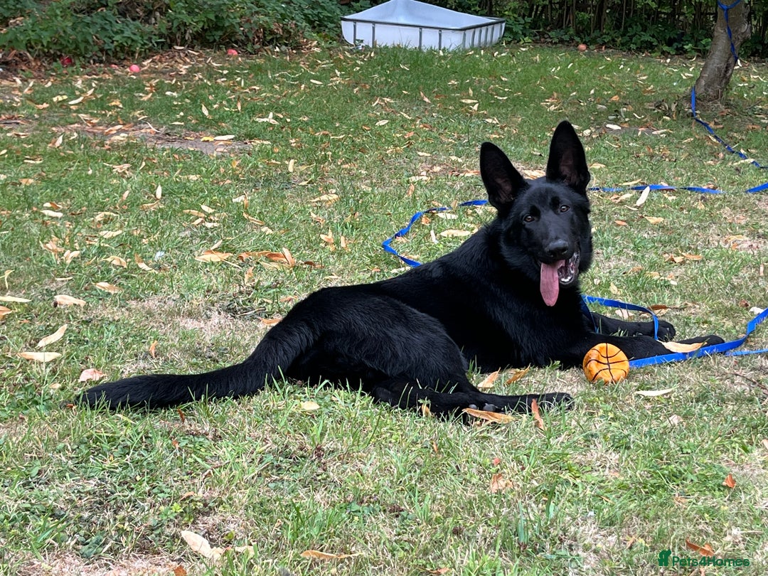German Shepherd dogs for sale: Black Straight back German Shepherd  - Image 2