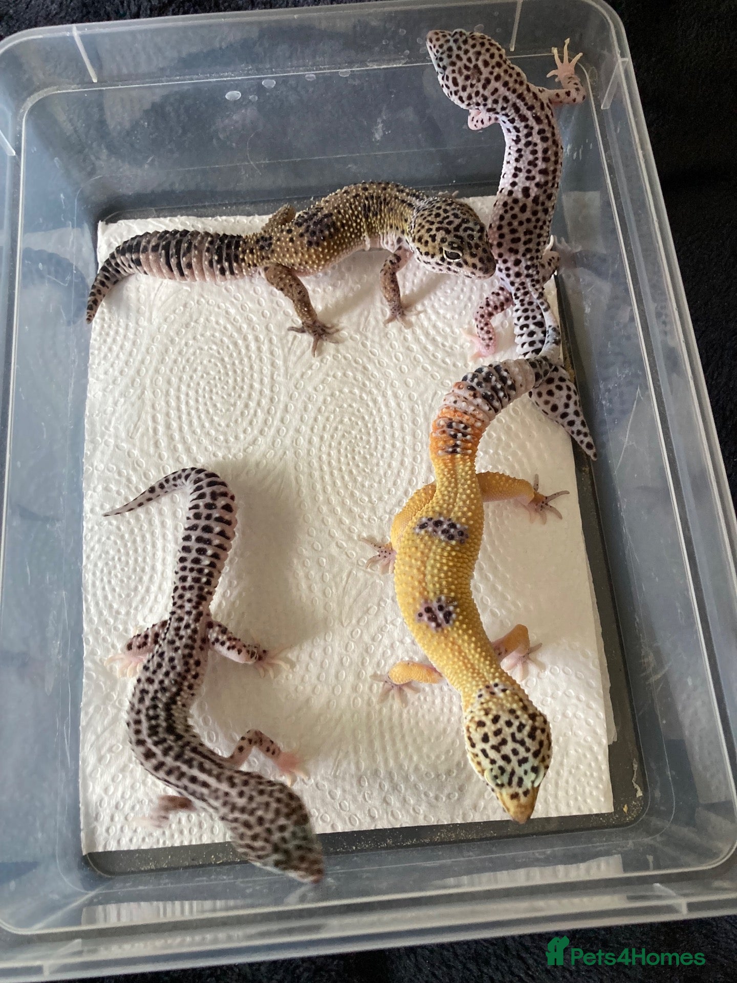 Gecko reptiles for sale: Lepard Geckos For Sale  - Advert 2