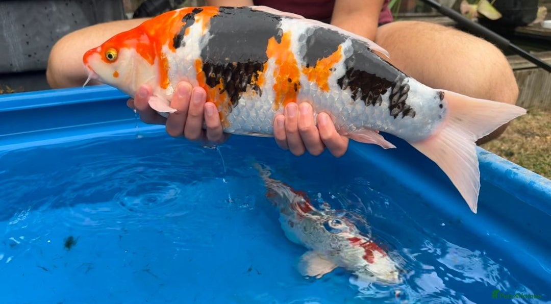 Koi Carp fish for sale: Koi and tench, see below for prices and details. - Image 5