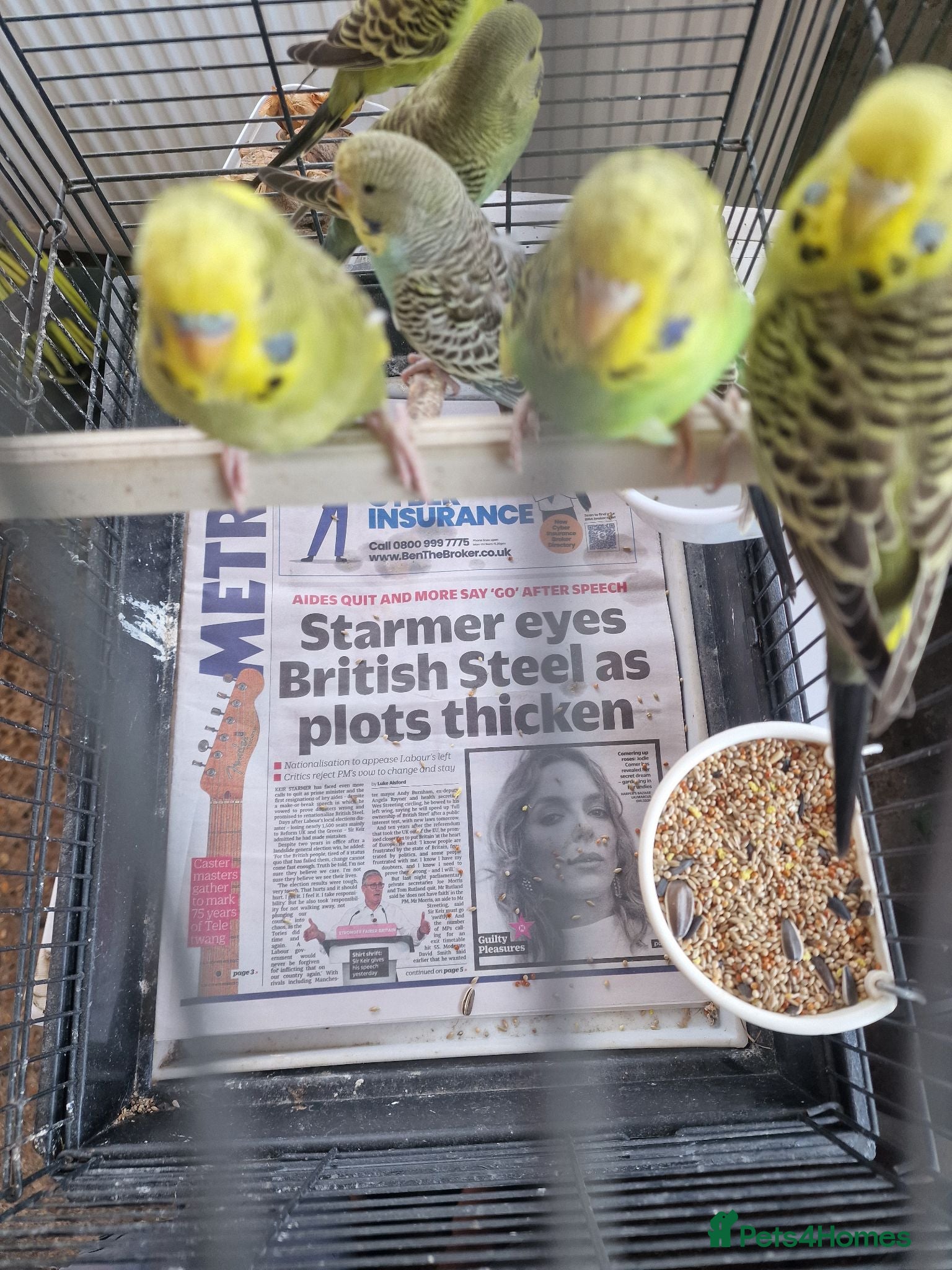 Budgerigars birds Baby budgies 2026 - Advert 1