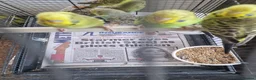 Budgerigars birds for sale: Baby budgies 2026 - Advert 1