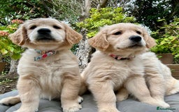 Golden Retriever dogs for sale: Golden retriever puppies READY NOW - Image 3