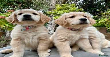 Golden Retriever dogs - Advert 1