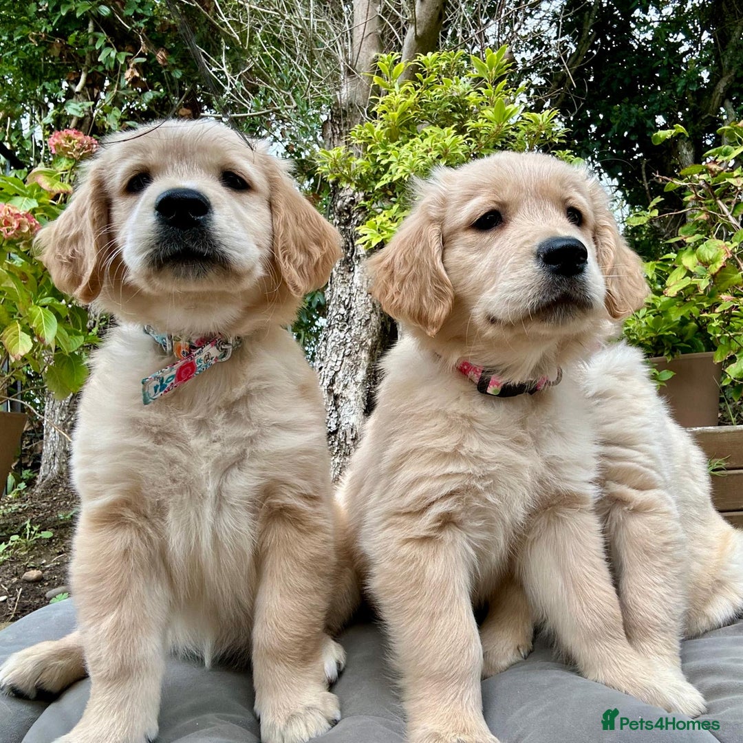 Golden Retriever dogs for sale: Golden retriever puppies READY NOW - Image 3