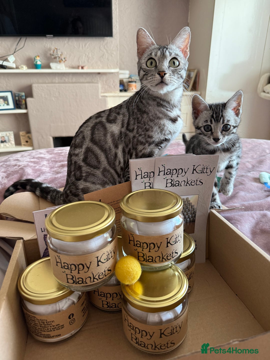 Bengal cats for sale: ⭐️Divine silver black spotted tabby bengal ⭐️ - Advert 31