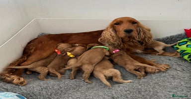 Cocker Spaniel dogs - Advert 2
