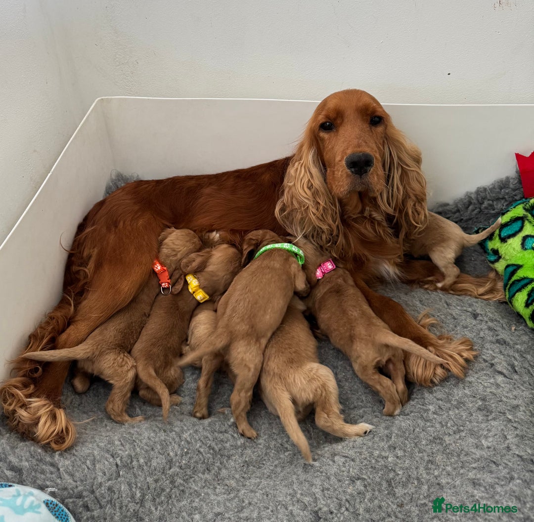 Cocker Spaniel dogs for sale: 🐾Exceptional Show Cocker Spaniels🐾 - Image 3