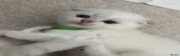 Scottish Fold cats for sale: BEAUTIFUL WHITE SCOTTISH FOLDS in Grays - Advert 6