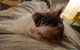 Turkish Angora cats for sale: Beautiful Turkish Angora Calico Female Kitten - Image 2