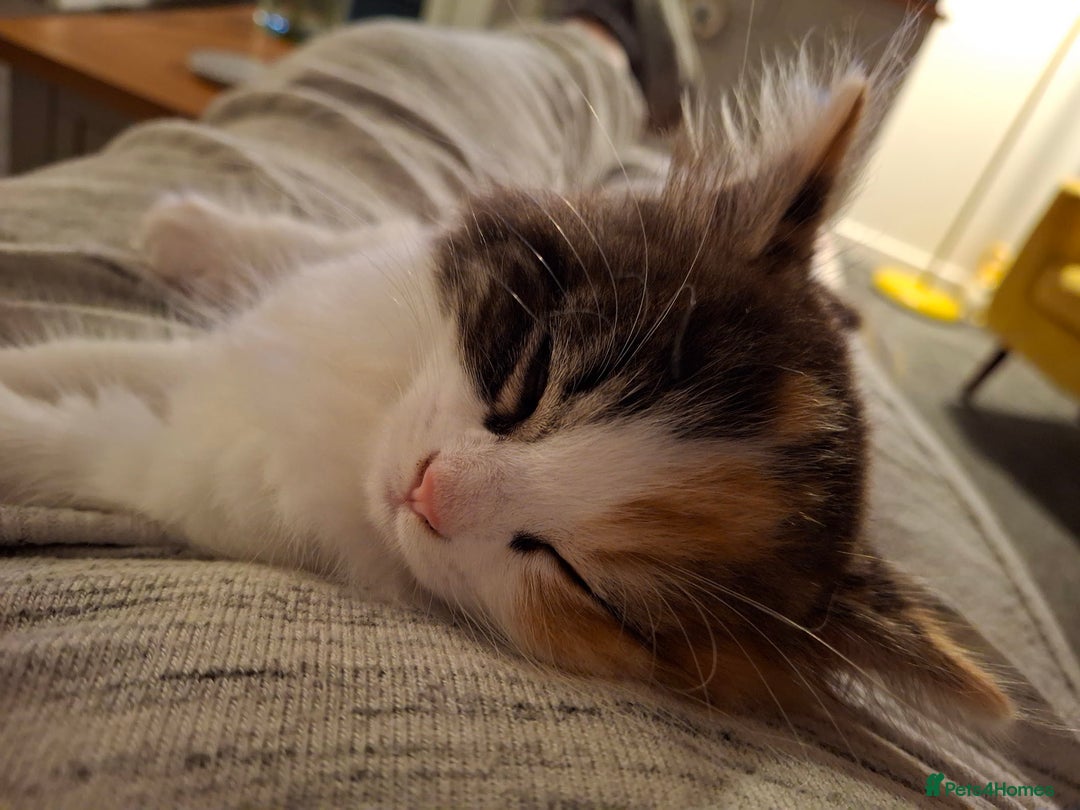 Turkish Angora cats for sale: Beautiful Turkish Angora Calico Female Kitten - Image 2