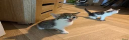 Mixed Breed cats for sale: Beautiful Kittens for sale in Reading - Advert 5
