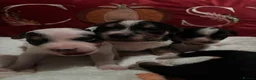 Mixed Breed dogs for sale: Gorgeous little Parson x Jack Russell babies  - Advert 8