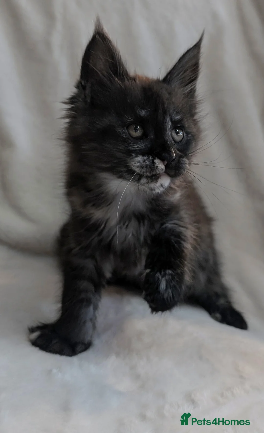 Maine Coon cats for sale: ✨ Stunning Maine Coon Kittens Ready Now ✨ - Advert 2