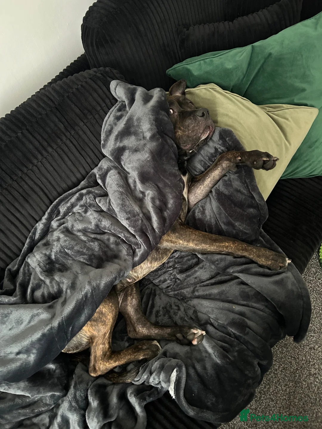 Mixed Breed dogs for sale: Loving home needed - please read full description  - Advert 3
