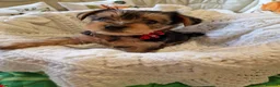Yorkshire Terrier dogs for sale: Yorkshire Puppies for Sale - Advert 23