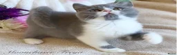 British Shorthair cats for sale: Gorgeous British Shorthairs Registered - Advert 13