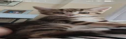 Mixed Breed cats for sale: Calico girl - Advert 8