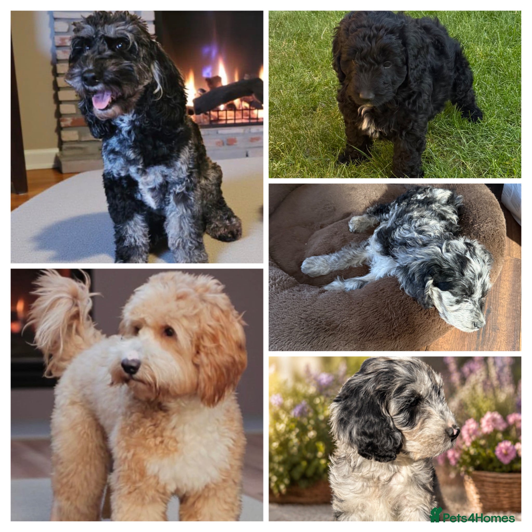 Australian Labradoodle dogs AUSTRALIAN LABRADOODLE  - Advert 1