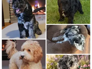 Australian Labradoodle dogs AUSTRALIAN LABRADOODLE - Advert 1
