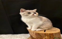 British Shorthair cats for sale: 💗 Gorgeous Full Pedigree BSH Trusted Breeder 💗 - Image 30
