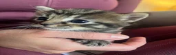 Mixed Breed cats for sale: 1 tabby male left  - Advert 3