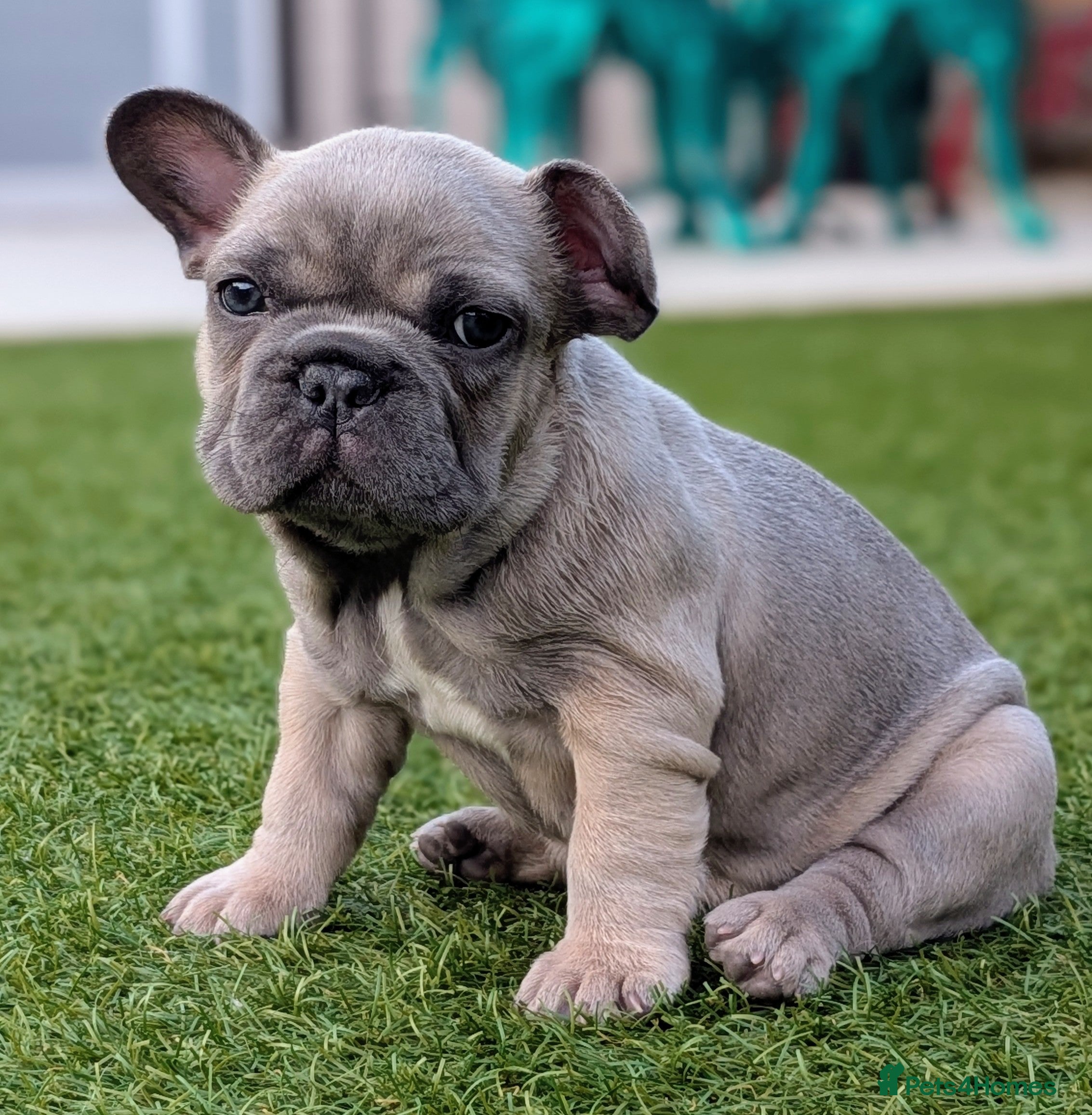 French Bulldog dogs French bulldog puppies  - Advert 2