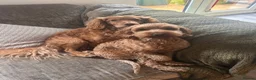 Cockapoo dogs for sale: Exceptional Cockapoo Puppies 🩷💙 - Advert 9
