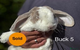 Mini Lop rabbits for sale: Gorgeous Pure Mini Plush Lops - Image 13