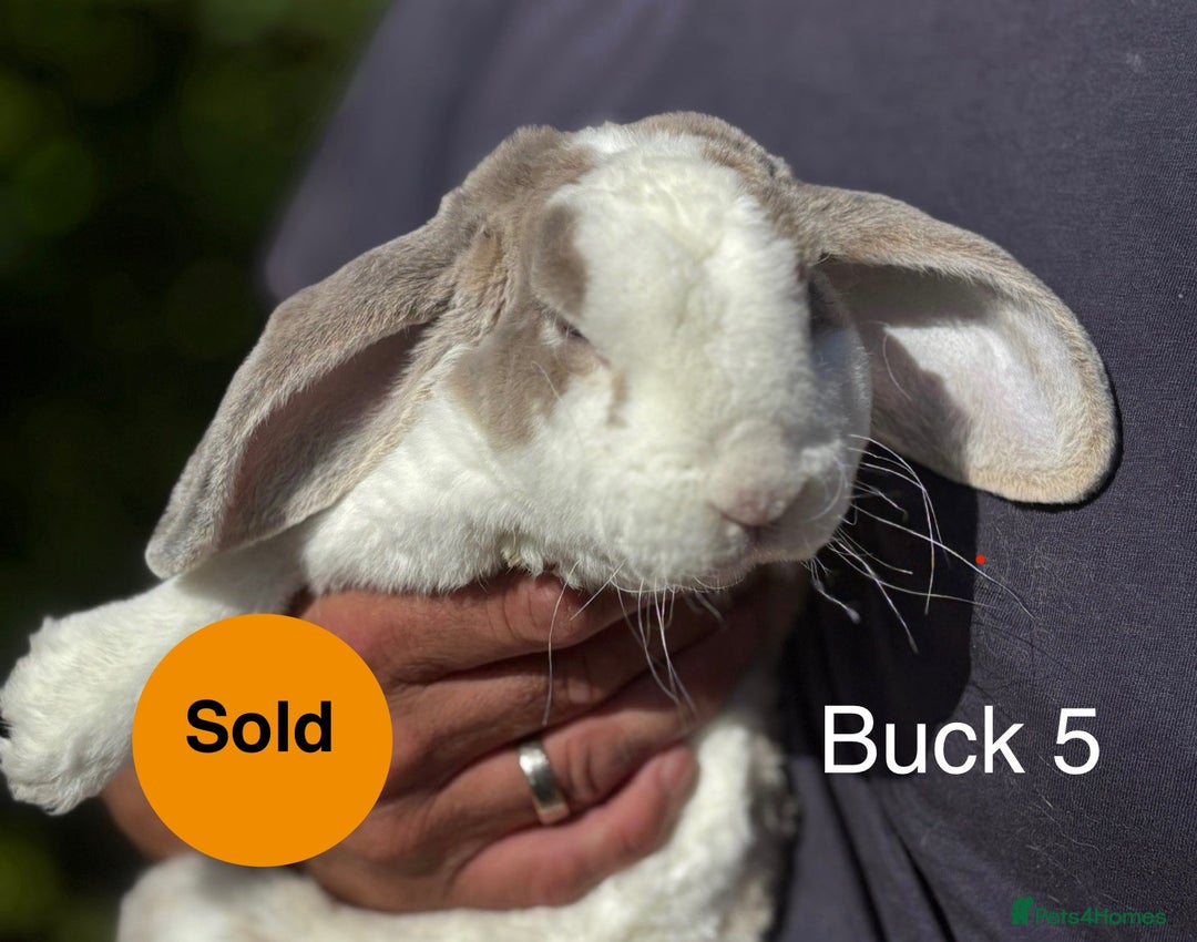 Mini Lop rabbits for sale: Gorgeous Pure Mini Plush Lops - Image 13