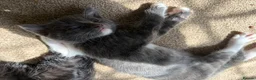 Mixed Breed cats for sale: 8 wk Grey White Kitten - Advert 18