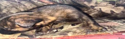 Belgian Shepherd Dog dogs for sale: Belgian malinos pups in Knottingley - Advert 15