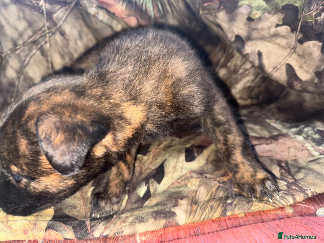 Belgian Shepherd Dog dogs for sale: Belgian malinos pups in Knottingley - Advert 15
