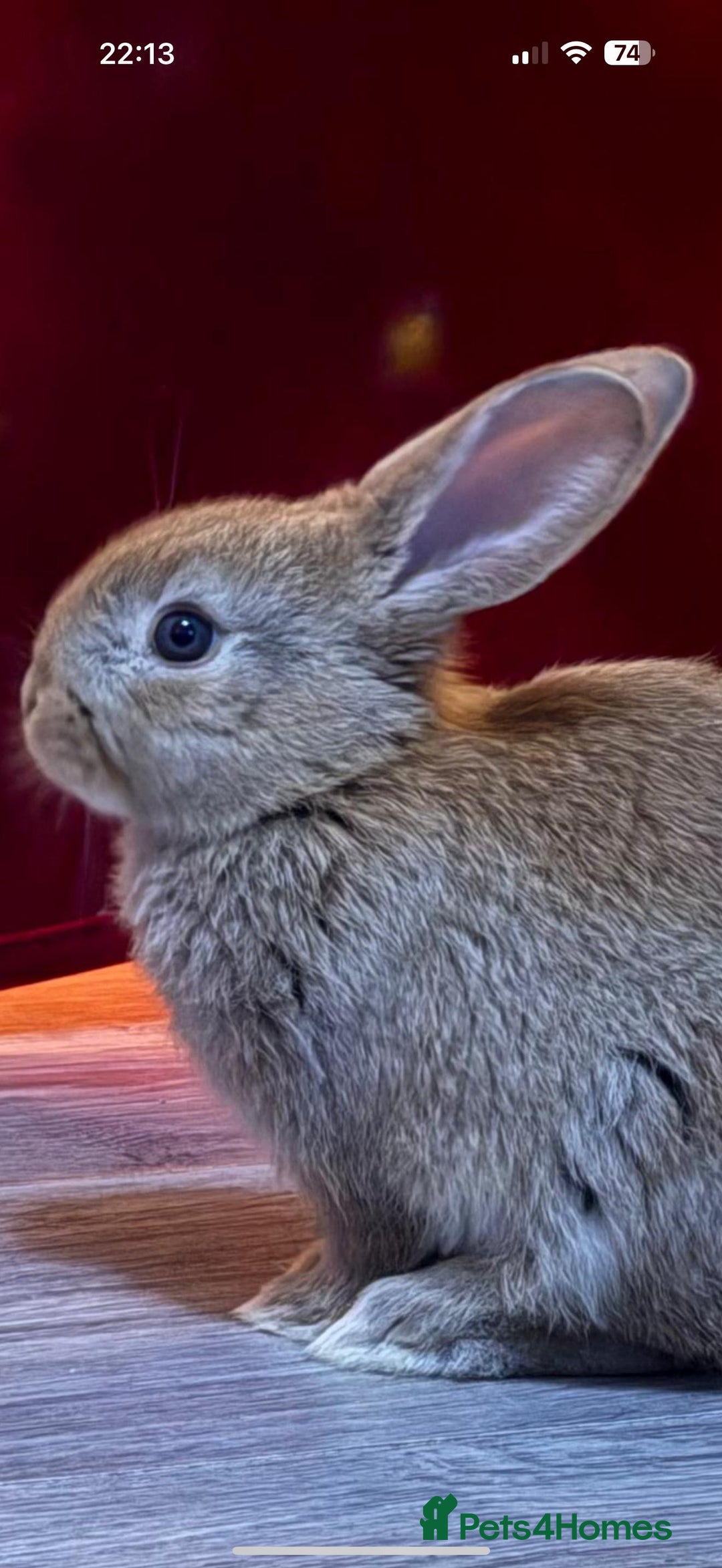 Mini Lop rabbits for sale: Mini French Lop Bunnies - Advert 2