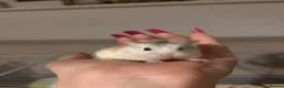Hamster rodents for sale: Male Robo Hamster - Advert 2