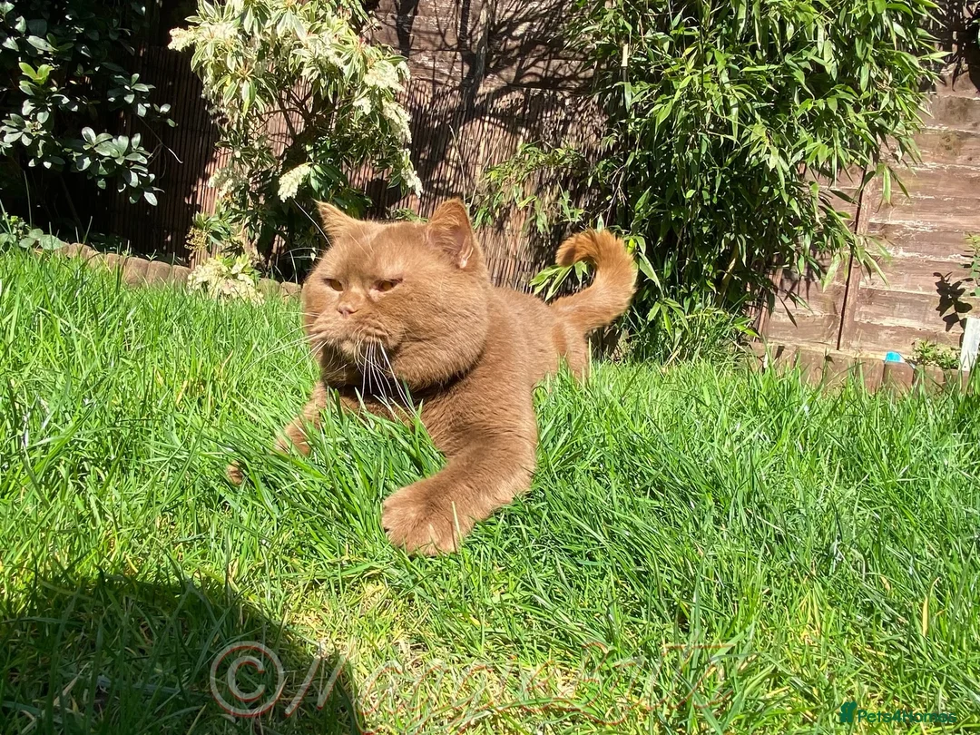 British Shorthair cats for stud: Supreme Grand Champion 🥇🏆🏅 in Northolt - Advert 12