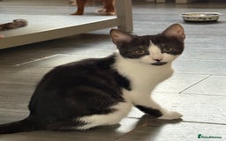 Mixed Breed cats for sale: Beautiful mixed litter  10 pound - Image 9