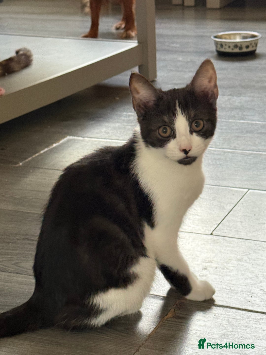 Mixed Breed cats for sale: Beautiful mixed litter  10 pound - Image 9
